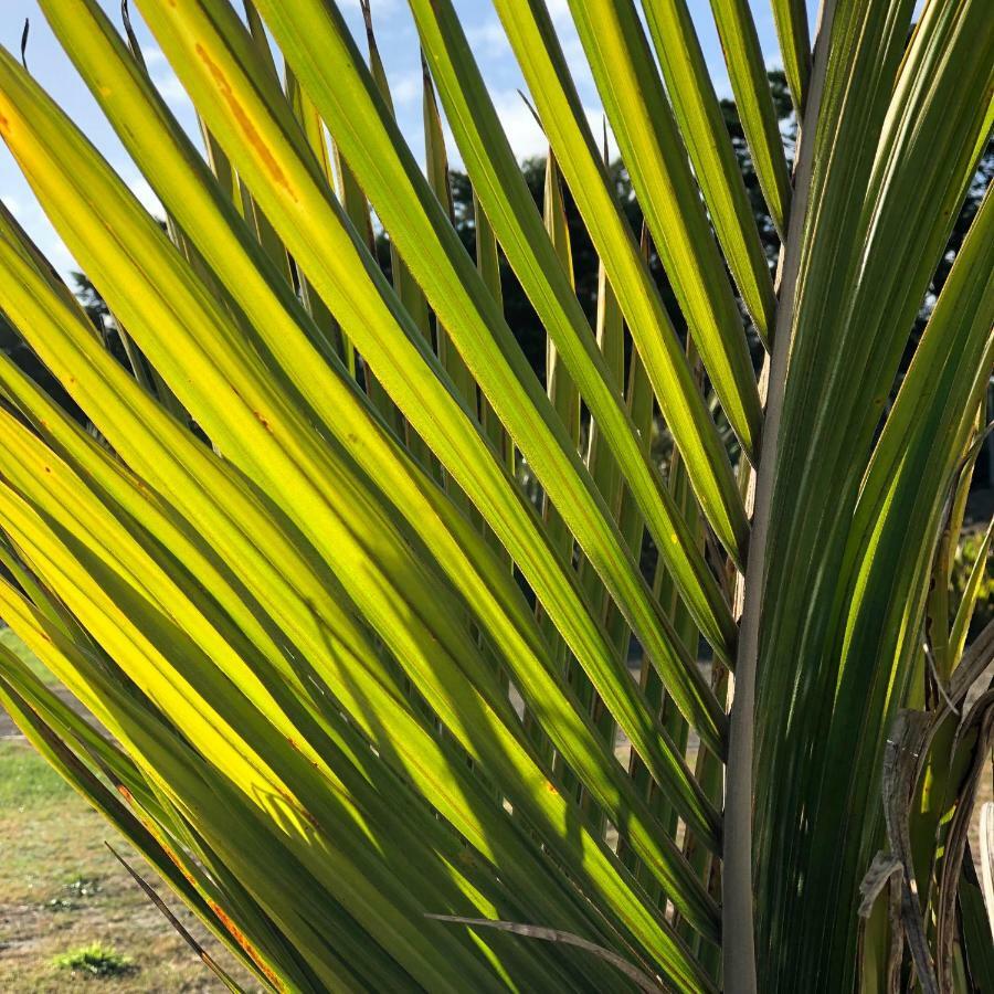 Nikau'S On Palmer Foxton Beach Zewnętrze zdjęcie